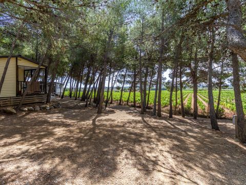 Camping Le Bois de Pins - Camping Pyrénées-Orientales - Image N°35